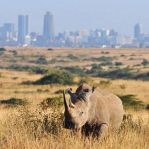 Top 10 Things to do in Nairobi Kenya - what is a fun fact about nairobi national park