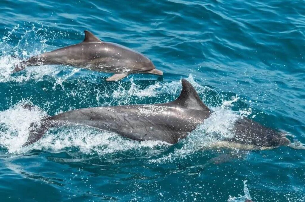 where to find dolphins in kenya