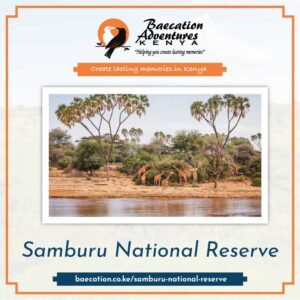 Baecation Safaris Samburu National Reserve Kenya