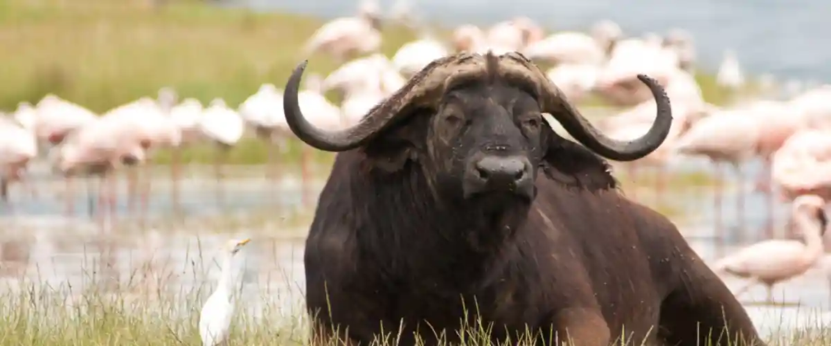 Enjoy-Wildlife-Lake-Nakuru-National-Park-Baecation-Adventures