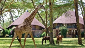 Best Lake Naivasha Tour Packages safaris - Baecation Adventures