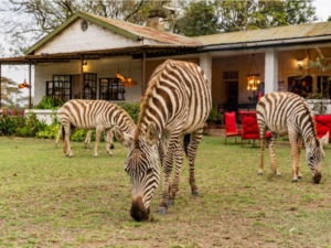 Best Romantic Hotels in Naivasha Sanctuary Farm Naivasha