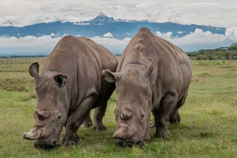 Romantic-Couples-Safaris-in-Nanyuki-See-Najin-and-Fatu-The-Last-Two-Northern-White-Rhinos-on-Earth