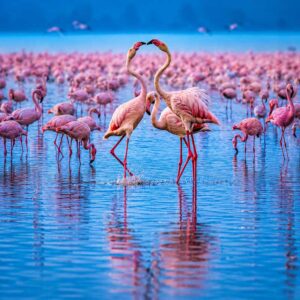 lake-nakuru-flamingos-wildlife-couples-tours-lake-nakuru-parks-rift-valley-romantic-honeymoon-romantic-getaway-hideout
