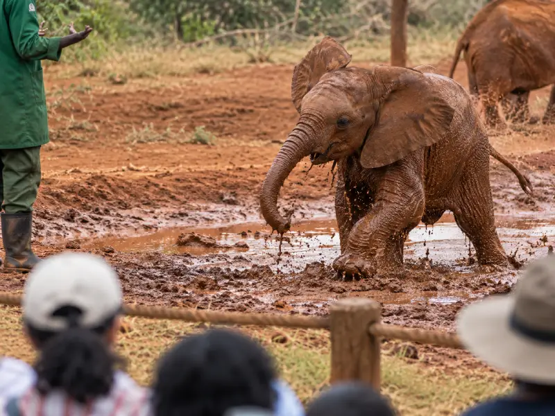 David Sheldrick Wildlife Trust Nairobi Tour, Baecation Adventures