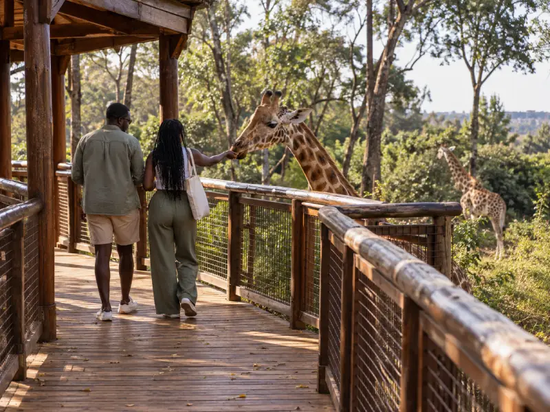 Giraffe Centre Nairobi Tour, Baecation Adventures