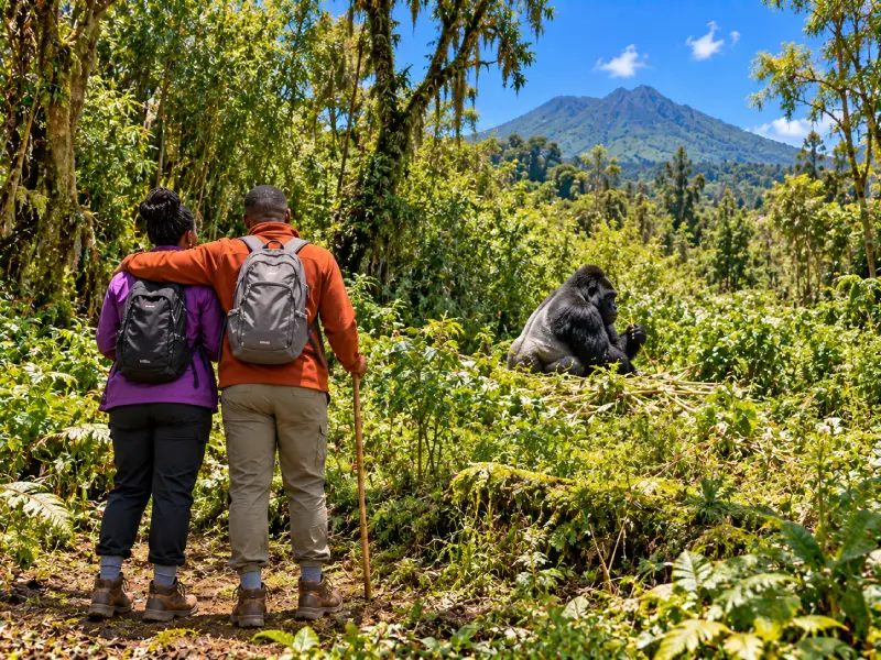 Affordable Rwanda Gorilla Trekking Package from Nairobi 4 Days 3 Nights Baecaction Adventures